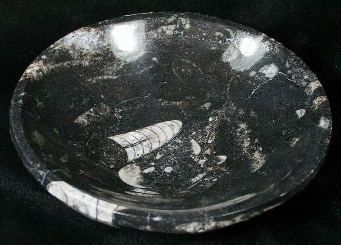Fossil Goniatite Bowl - Stoneware #18043